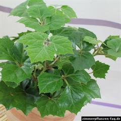 پیچک انگوری / سیسوس انگوری